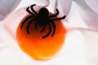 Spiders and light Art Print